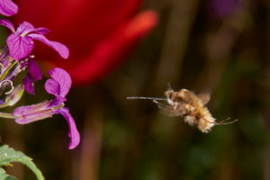large woolen hover, Bombylius major, in flight large woolen hover, Bombylius major, in flight